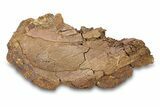 Fossil Dinosaur Bones in Sandstone - Wyoming #292613-1